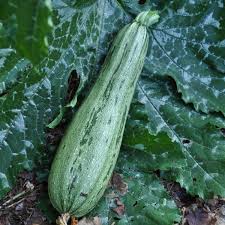 Squash (Summer) Seeds - Caserta