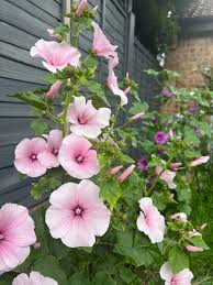 Lavatera Pink Blush Seeds