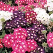 Obsession Mix Hybrid Verbena Seeds