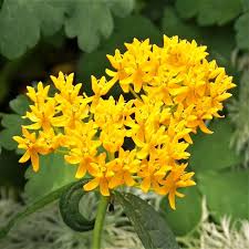 Hello Yellow Butterfly Flower Seeds