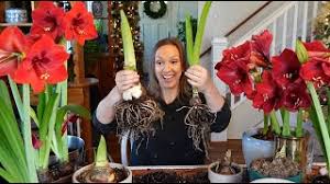 Amaryllis Seeds - Easy-Care Red Wax with Red Blooms