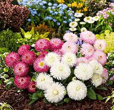 Bellis English Daisy Seeds