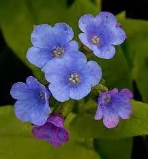 Blue Pulmonaria Lungwort Flower Seeds for Planting - Heirloom & Non-GMO Seeds for planting Dhara Seeds