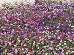 Mixed Colors Moss Verbena Seeds