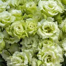 Lisianthus Seeds - Voyage Green