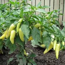 Sweet Pepper Seeds - Sweet Banana