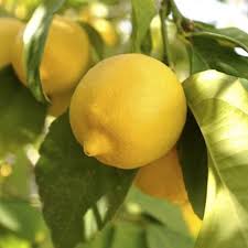 Citrus Eureka Lemon Tree