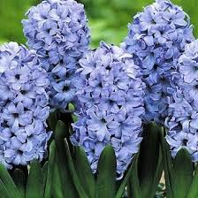 Hyacinth Seeds - Blue Mix