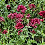 Red Valerian Centranthus Ruber Flower Seeds for Planting Dhara Seeds