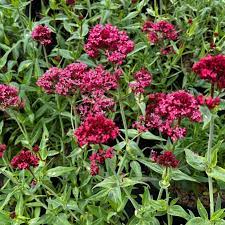 Red Valerian Centranthus Ruber Flower Seeds for Planting Dhara Seeds