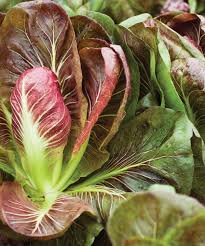 Indigo Pelleted Radicchio Seed