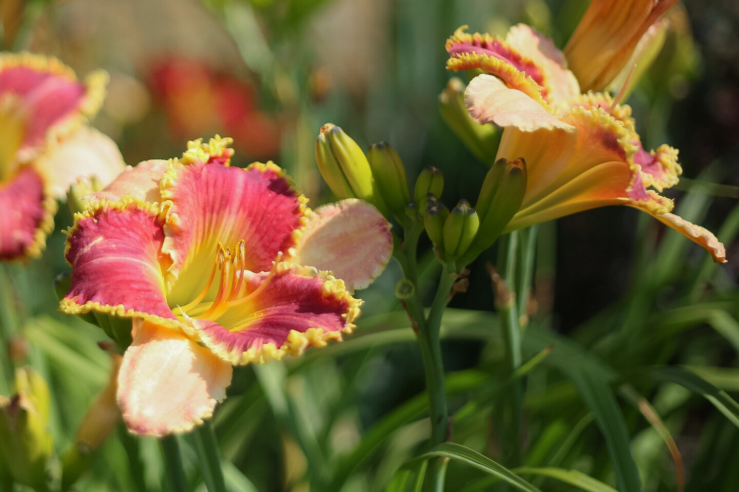 Hemerocallis Divas Choice