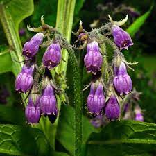 Heirloom Non-GMO Purple Symphytum Flower Seeds for Healing Herb and Pollinator Garden Planting