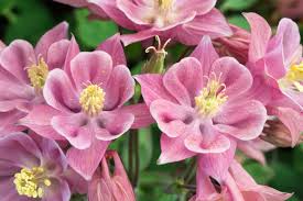 Columbine Seeds - Winky Single Rose-Rose