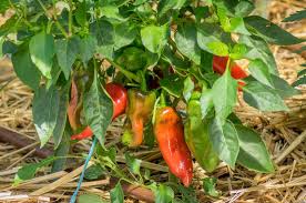 Sweet Pepper Seeds - Corno di Toro Rosso