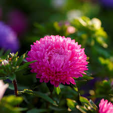 Aster Seeds (Dwarf) - Colour Carpet Mix