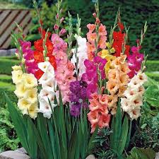 Gladiolus Flower Seeds - Border Mix