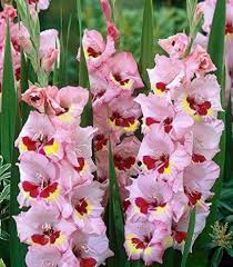 Gladiolus Flower Seeds - Zamora