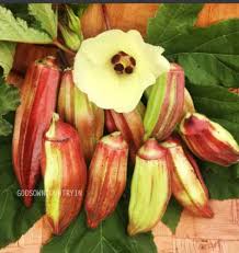 Okra Seeds - Hill Country Red