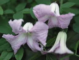 Clematis Betty Corning Seeds