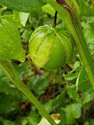 Tomatillo Seeds - Rio Grande Verde