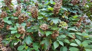 Hydrangea Oakleaf Seeds