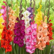 Gladiolus Flower Seeds - Mixed