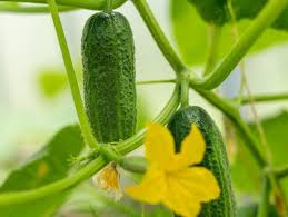 Cucumber Seeds - Patio Snacker