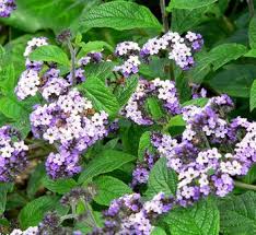 Heliotrope Amaretto Seeds