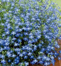 Fountain Blue Lobelia Seeds