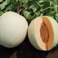 Milan Melon Seed