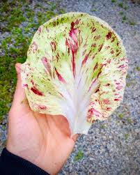 Bel Fiore Radicchio Seed