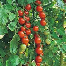 Tomato Seeds - Sweetie