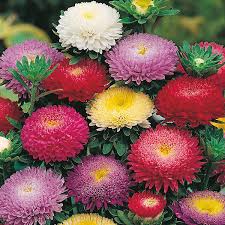 Aster Seeds (Pompon) - Rubens Mix