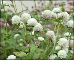 Globe Amaranth White