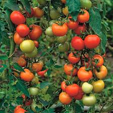 Tomato Seeds - Moneymaker