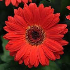 Red Bicolor Dark Eye Gerbera Seeds