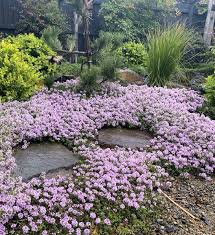 Thymus Pink Chintz Seeds