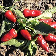 Hot Pepper Seeds - Fresno Chile