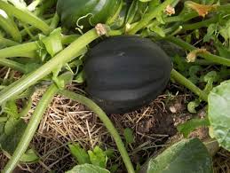 Squash (Winter) Seeds - Table King Bush