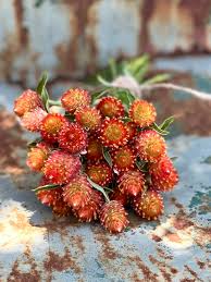 Globe Amaranth Orange