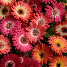 Bicolor Red Lemon Gerbera Daisy Seeds