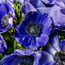 Anemone Darkest Blue Windflower Seeds