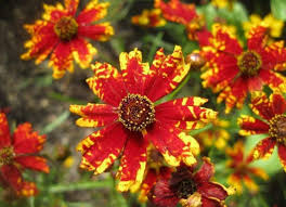 Coreopsis Seeds - Radiana Tigrina