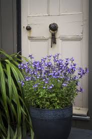 Salvia So Cool Pale Blue Seeds