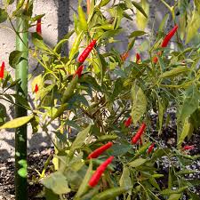 Hot Pepper Seeds - Thai Super Chili F1