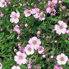 Babys Breath Seeds (Annual) - Pink