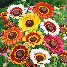 Painted Daisies Seeds