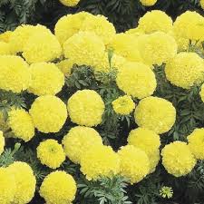 Primrose Hybrid Marigold Seeds