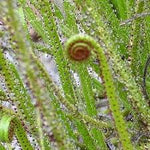 high-germination-non-gmo-drosophyllum-lusitanicum-seeds

